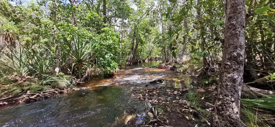 From Darwin: Litchfield National Park Small-Group Day Trip - The Cathedral and Magnetic Termite Mounds