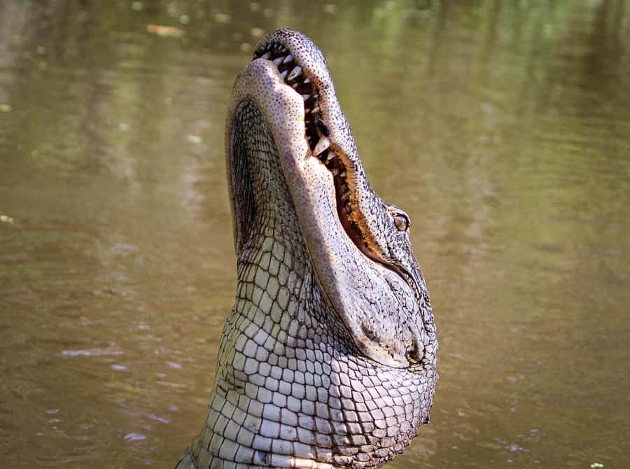 From Darwin: Litchfield Park Tour & Jumping Crocodile Cruise - Key points to know before you book