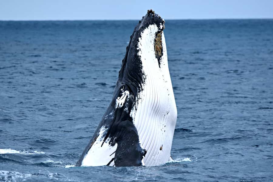 From Fremantle: 2-Hour Luxury Whale-Watching Cruise - Key points to know before you book