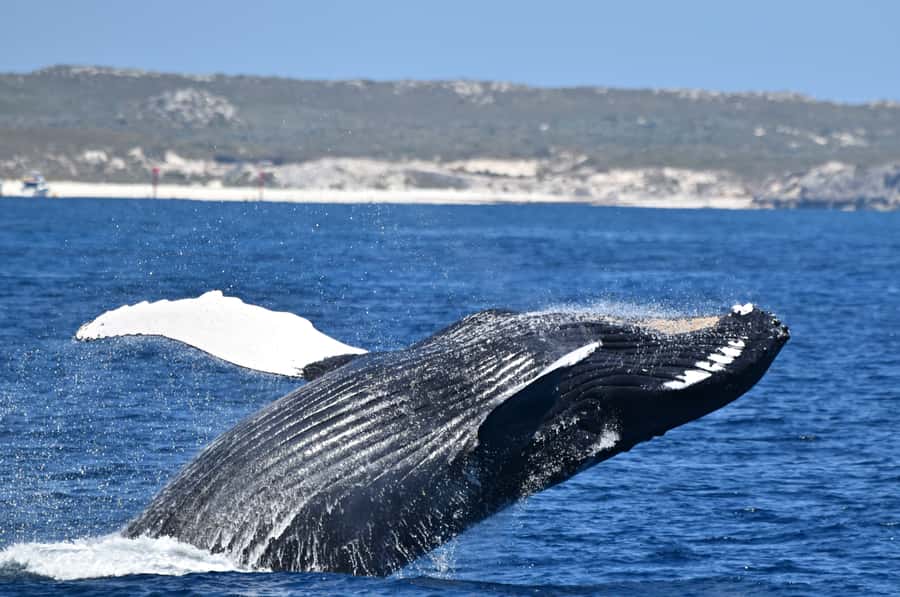 From Fremantle: 2-Hour Luxury Whale-Watching Cruise - Leaving from Fremantle Fishing Boat Harbour