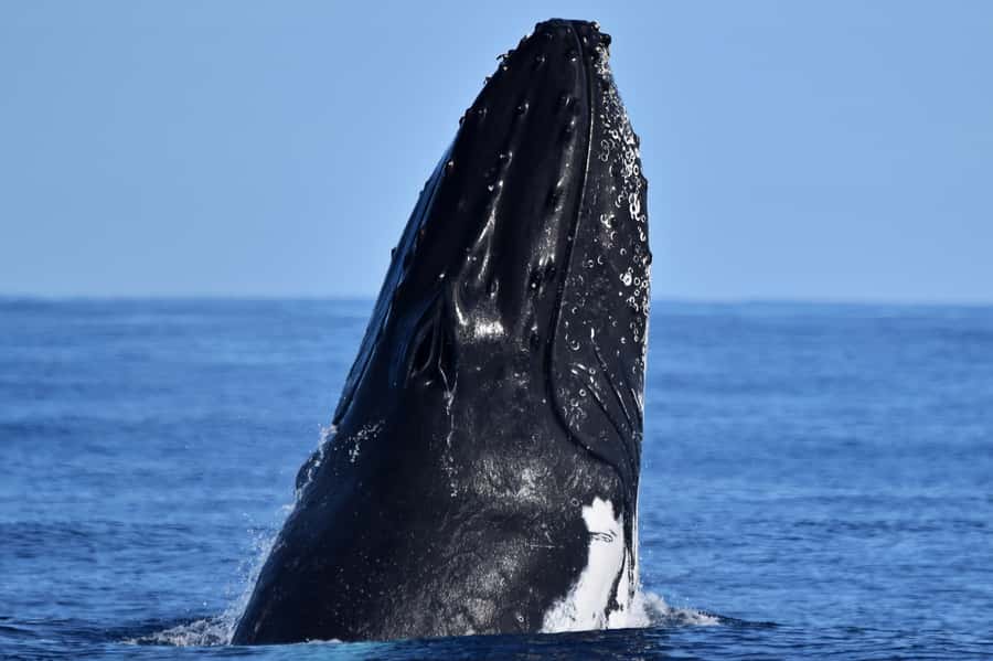 From Fremantle: 2-Hour Luxury Whale-Watching Cruise - Choosing your place aboard the Steep Point