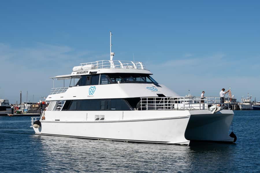 From Fremantle: 2-Hour Luxury Whale-Watching Cruise - Whale sightings, mothers, calves, and close encounters