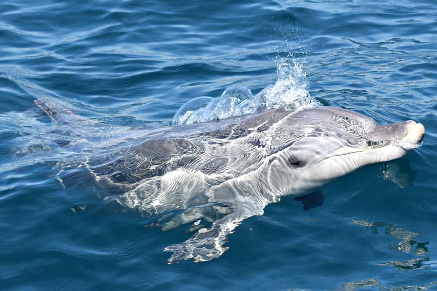 From Fremantle: 2-Hour Luxury Whale-Watching Cruise - Handling wind, swell, and seasickness
