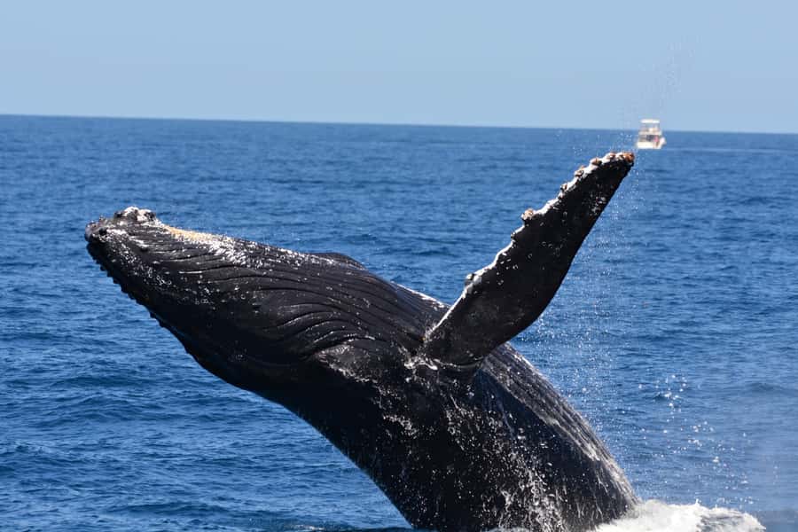 From Fremantle: 2-Hour Luxury Whale-Watching Cruise - Who should book this Fremantle whale cruise?