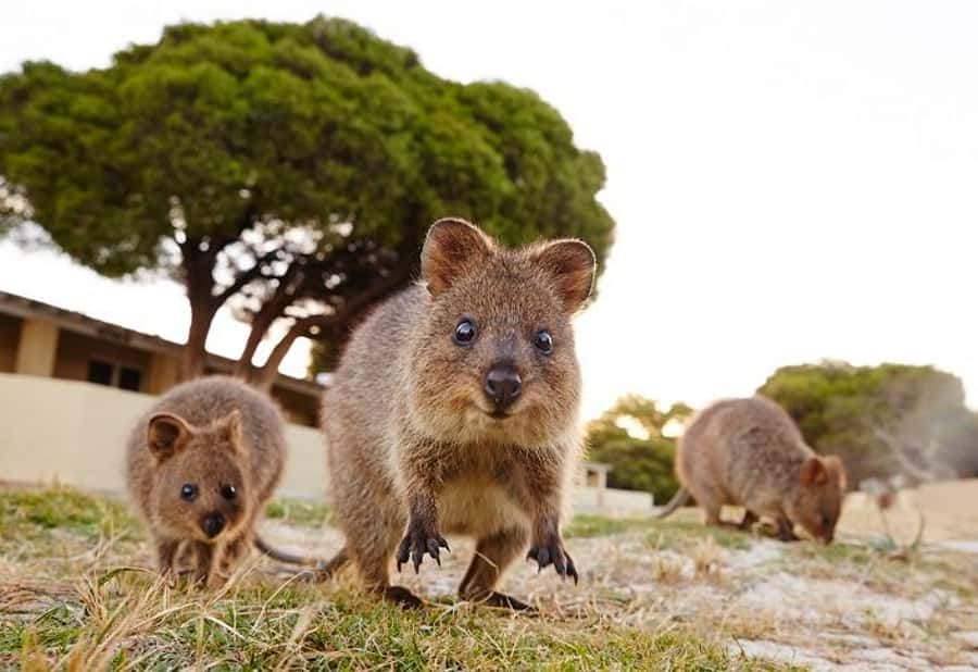 From Fremantle: Rottnest Island Ferry and Bike Day Tour - Key points to know before you book