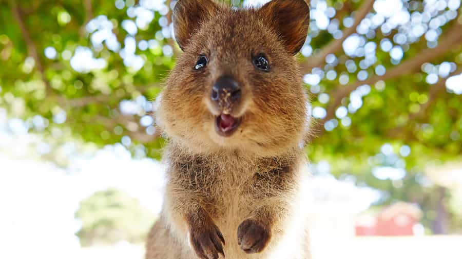 From Fremantle: Rottnest Island Ferry & Bus Day Tour - Quokkas, beaches, and the free-time decision