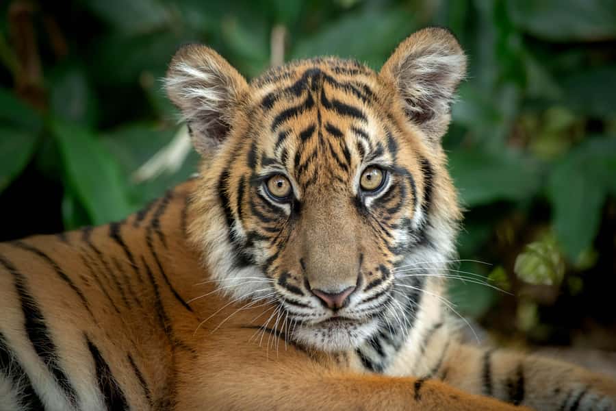 From Gold Coast : Australia Zoo Transfer and Entry Ticket - Kangaroos, exotic animals, and time to wander