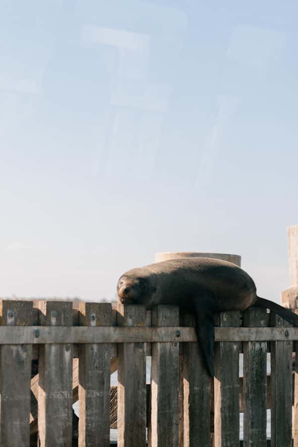 From Goolwa: Half-Day Coorong Experience - From Goolwa Wharf to the Coorong