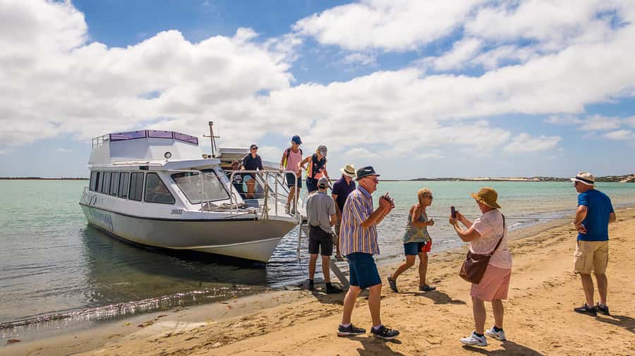 From Goolwa: Half-Day Coorong Experience - Fur seals and birdlife near the barrage