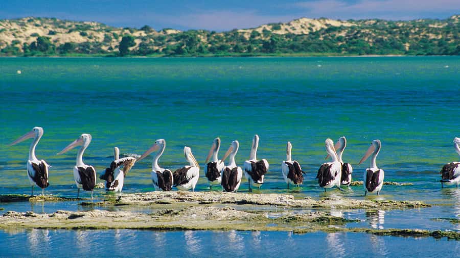 From Goolwa: Half-Day Coorong Experience - Learning the Coorong Shuffle on 90-Mile Beach