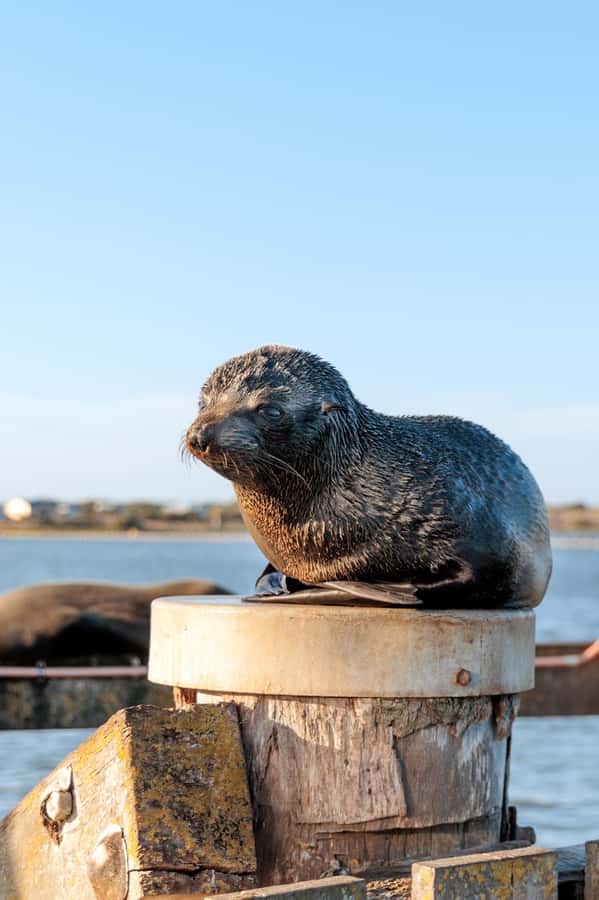 From Goolwa: Murray Mouth Cruise - From Goolwa Wharf to the Edge of the Southern Ocean