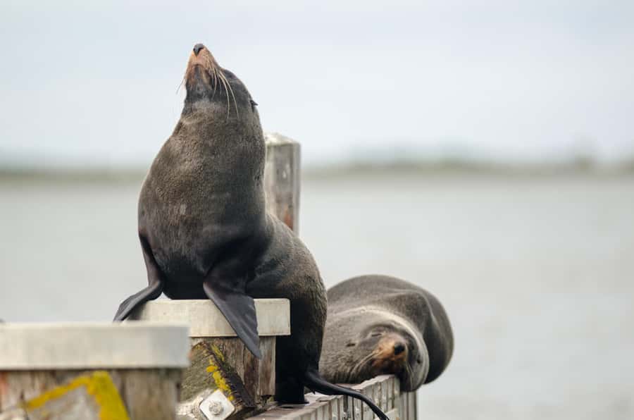 From Goolwa: Murray Mouth Cruise - Wildlife: Enjoy the Possibilities, Not Promises