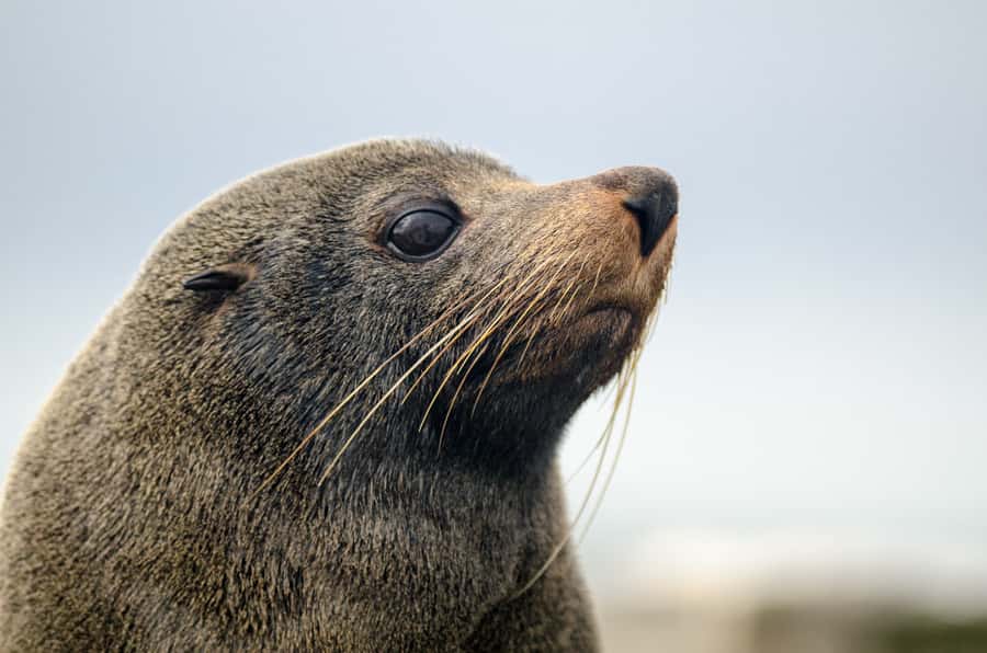 From Goolwa: Murray Mouth Cruise - Practical Tips Before You Board