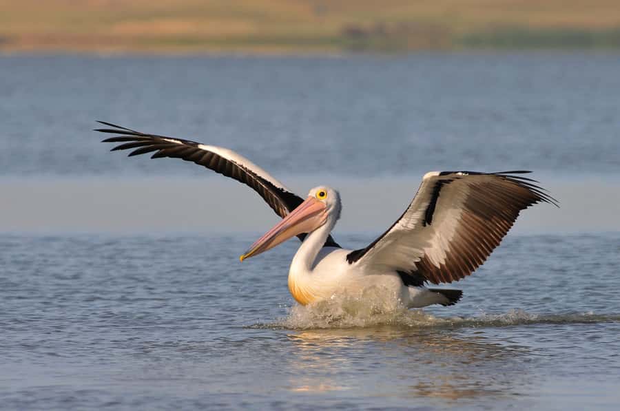 From Goolwa: Murray Mouth Cruise - Following the Murray River Through Coorong Country
