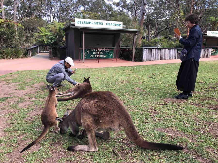 From Haymarket: Hunter Valley Wine and Wildlife Day Trip - Two boutique vineyards chosen for your group