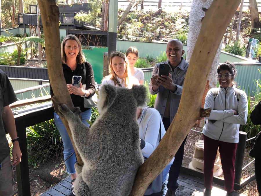 From Haymarket: Hunter Valley Wine and Wildlife Day Trip - A comfortable ride from Haymarket