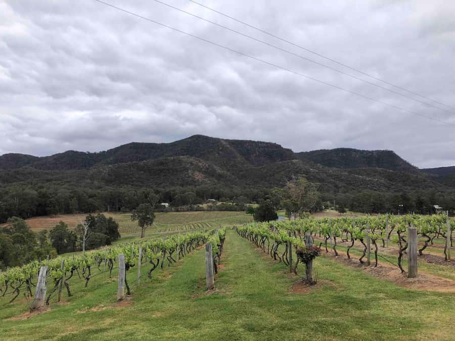 From Haymarket: Hunter Valley Wine and Wildlife Day Trip - Who should book this tour?