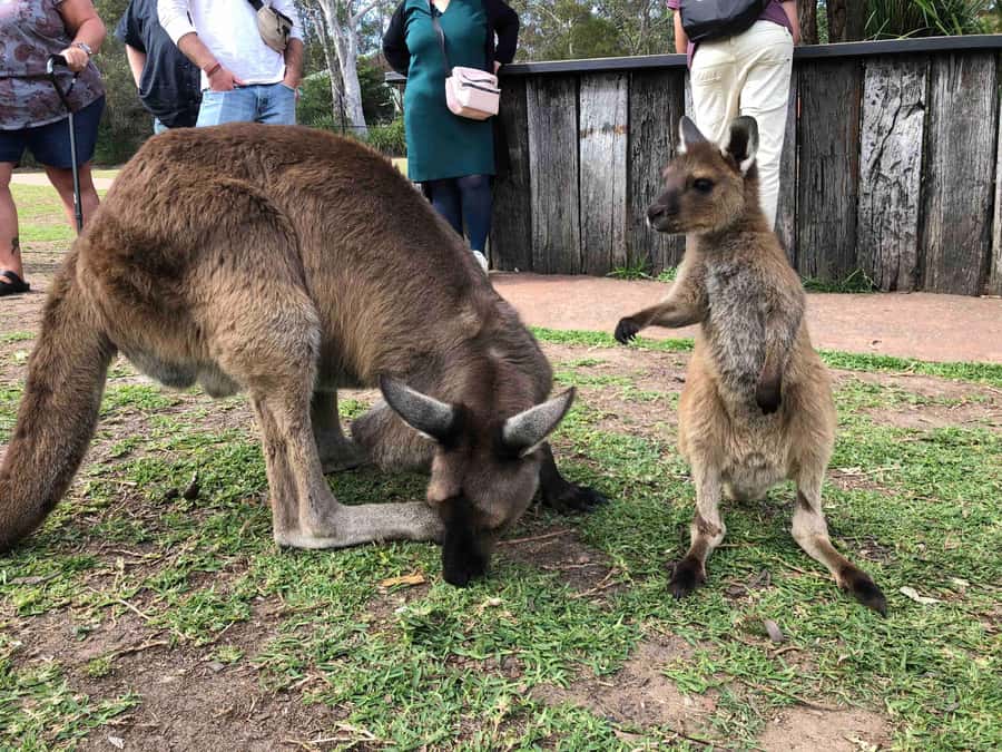 From Haymarket: Hunter Valley Wine and Wildlife Day Trip - Chocolate and cheese before the cellar doors