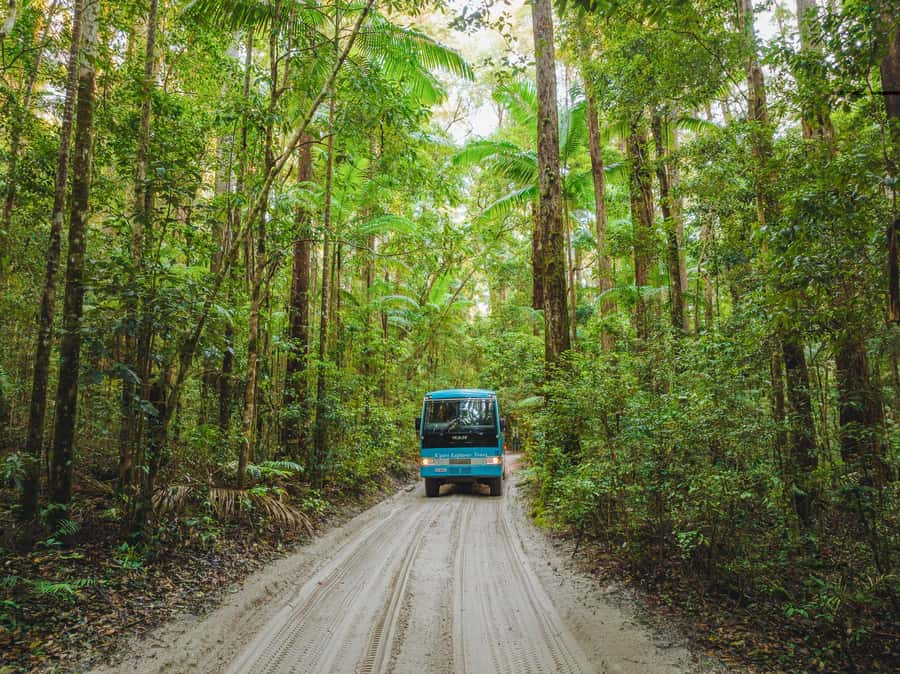 From Hervey Bay: K'gari, Fraser Island Full-Day Coach Tour - Eli Creek and the freshwater float