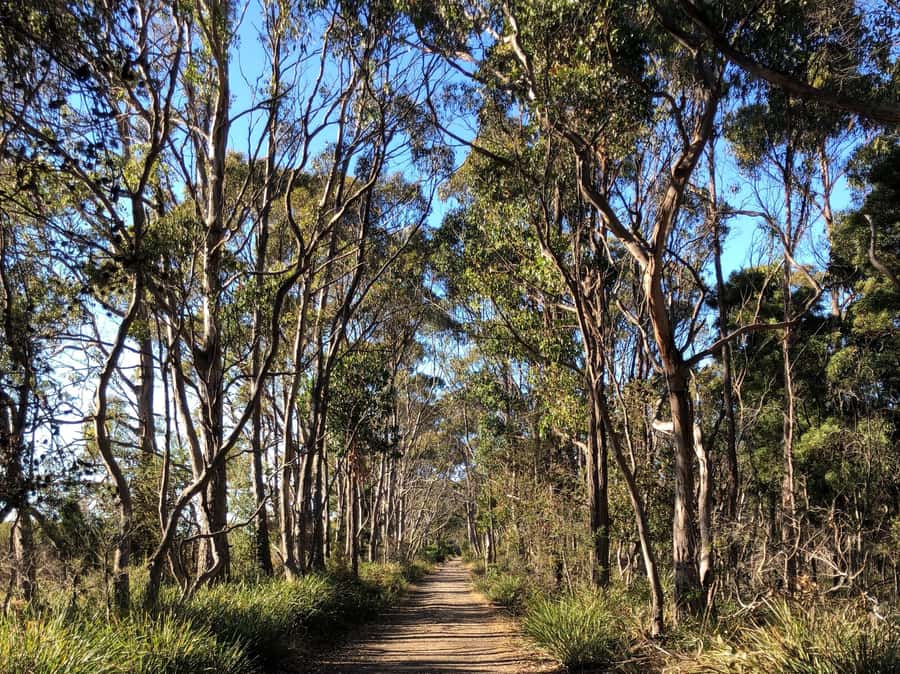 From Hobart: Bruny Island Nature & Produce Adventure Tour - Local stories at Two Tree Point and beyond