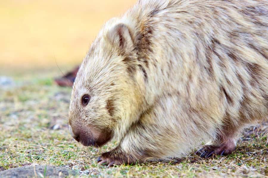 From Hobart: Day Tour to Maria Island with Bus Connection - Lunch at Riedle and Shoal Bay