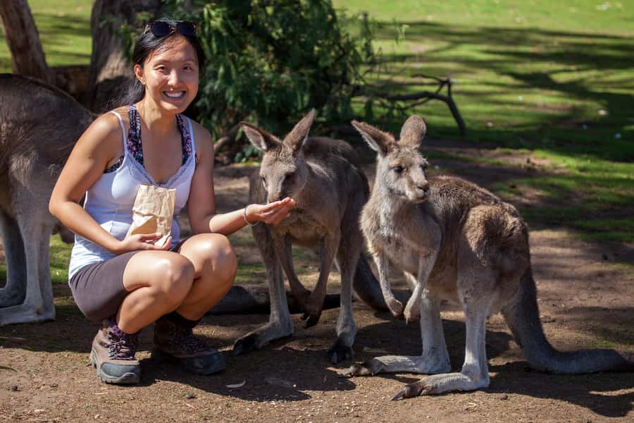 From Hobart: Mt. Field, Mt. Wellington and Wildlife Day Tour - The early start from Hobart