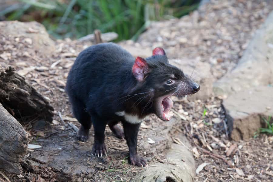 From Hobart: Mt. Field, Mt. Wellington and Wildlife Day Tour - Bonorong Wildlife Sanctuary and Tasmania’s native animals
