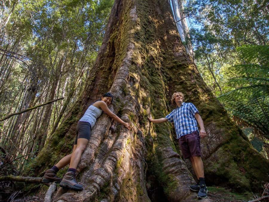 From Hobart: Mt. Field, Mt. Wellington and Wildlife Day Tour - Kunanyi/Mount Wellington and the final view