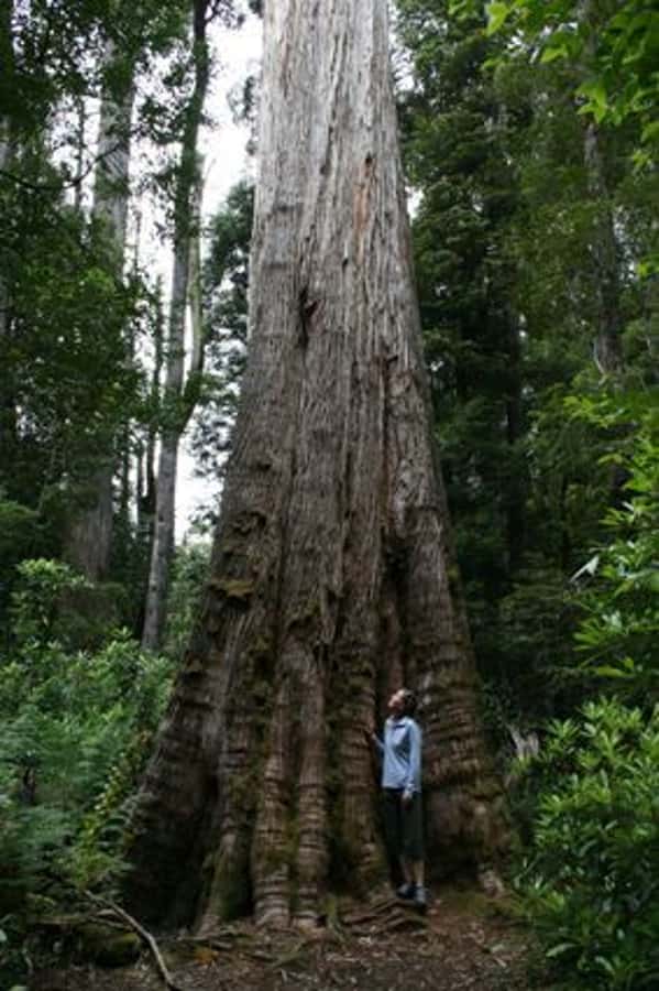 From Hobart: Mt. Field, Mt. Wellington and Wildlife Day Tour - FAQ