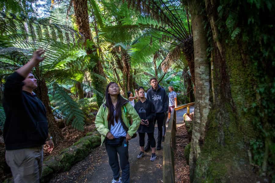 From Hobart: Mt. Field, Mt. Wellington and Wildlife Day Tour - Mount Field: Tasmania’s best walking section