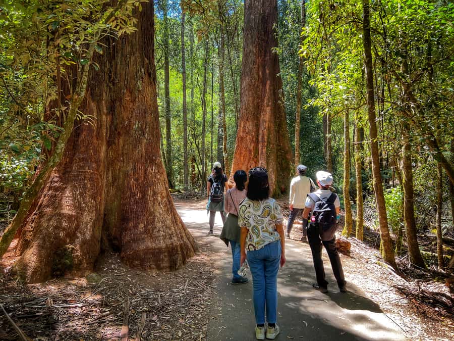 From Hobart: Mt. Field National Park and Russell Falls - Walking beneath the giant eucalyptus trees