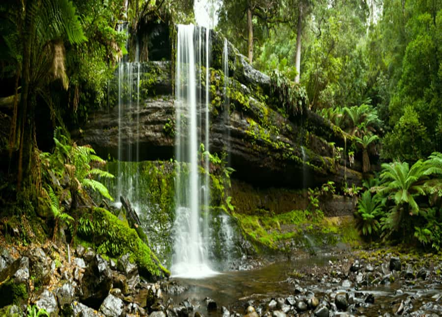 From Hobart: Mt. Field National Park and Russell Falls - Russell Falls and the 30-minute walk