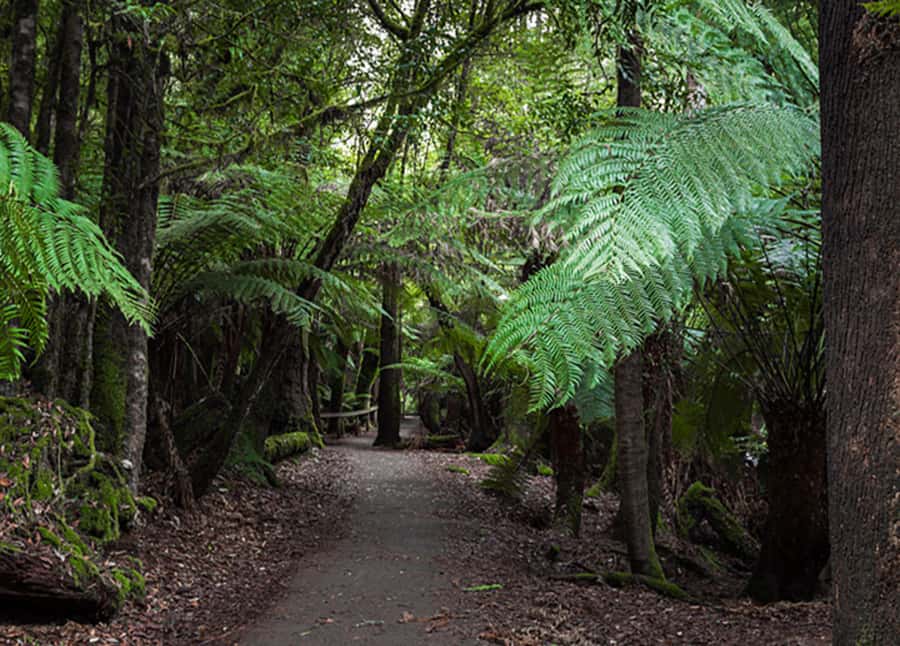 From Hobart: Mt. Field National Park and Russell Falls - Lunch, raspberries, and the return to Hobart