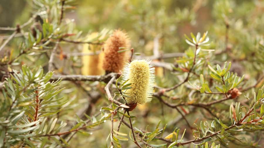 From Hobart: Mt Wellington Pinnacle 2 Hour Small Group Tour - Should you book it?