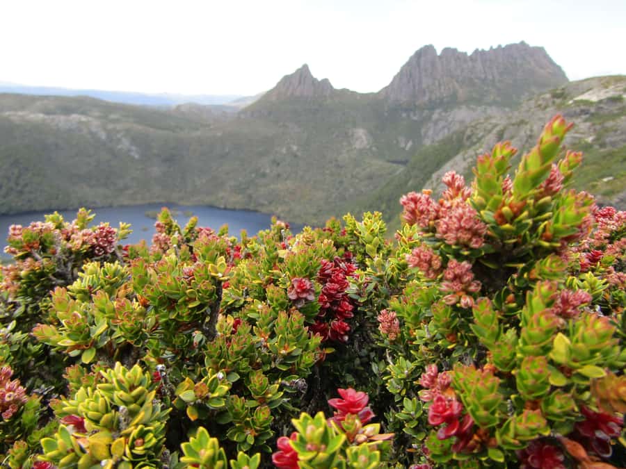 From Launceston: Cradle Mountain - Active Day Tour - Sheffield’s murals make the first stop worthwhile
