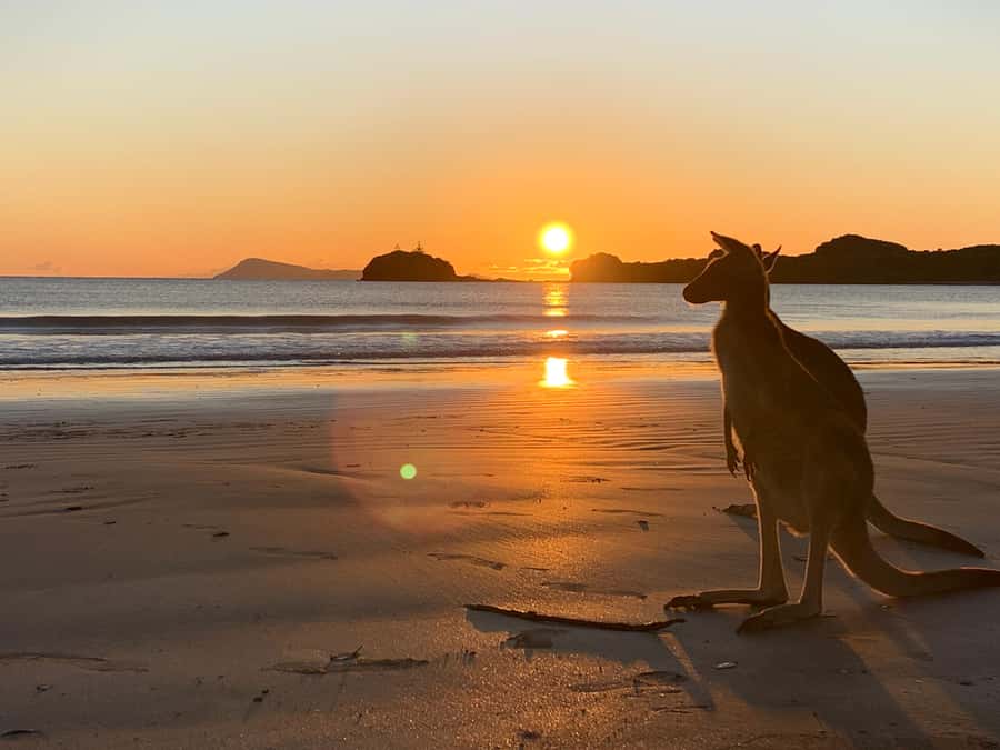 From Mackay: Wallabies on the Beach Sunrise Trip - The pre-dawn drive from Mackay