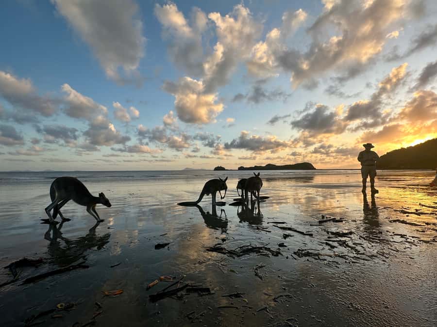 From Mackay: Wallabies on the Beach Sunrise Trip - The sunrise and the walk to the lookout