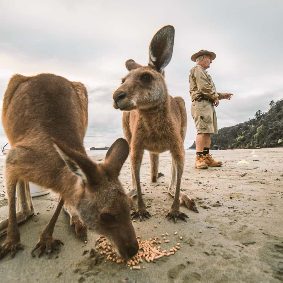 From Mackay: Wallabies on the Beach Sunrise Trip - Breakfast with a taste of Australia