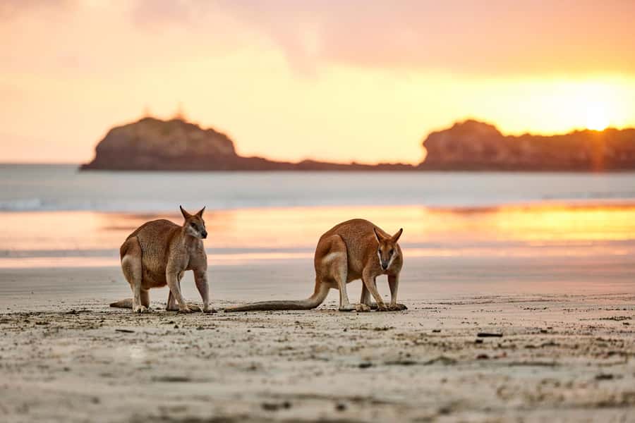 From Mackay: Wallabies on the Beach Sunrise Trip - The guides make the difference