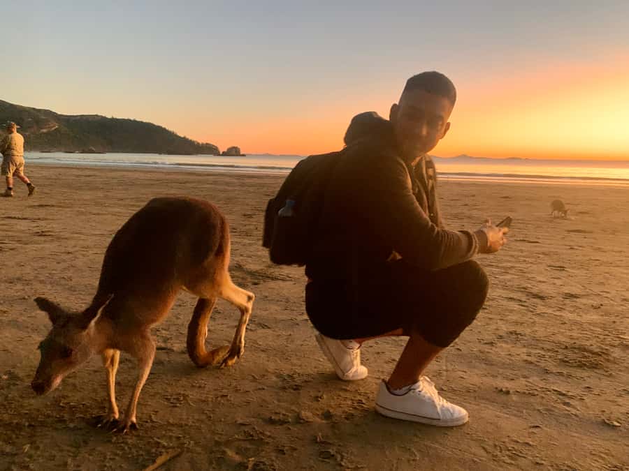From Mackay: Wallabies on the Beach Sunrise Trip - Meeting wallabies where rainforest meets the sea