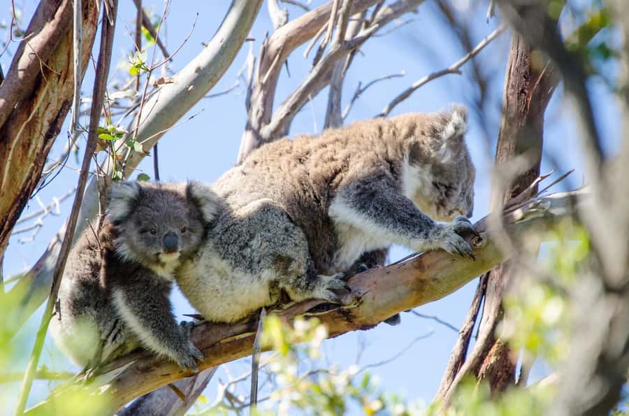 From Melbourne: 2-Day Great Ocean Road & Grampians Escape - Day one, from Memorial Arch to Apollo Bay