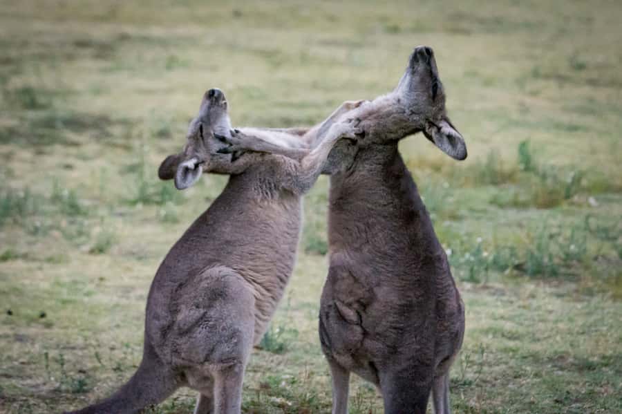 From Melbourne: 2-Day Great Ocean Road & Grampians Escape - Boroka Lookout and the Balconies