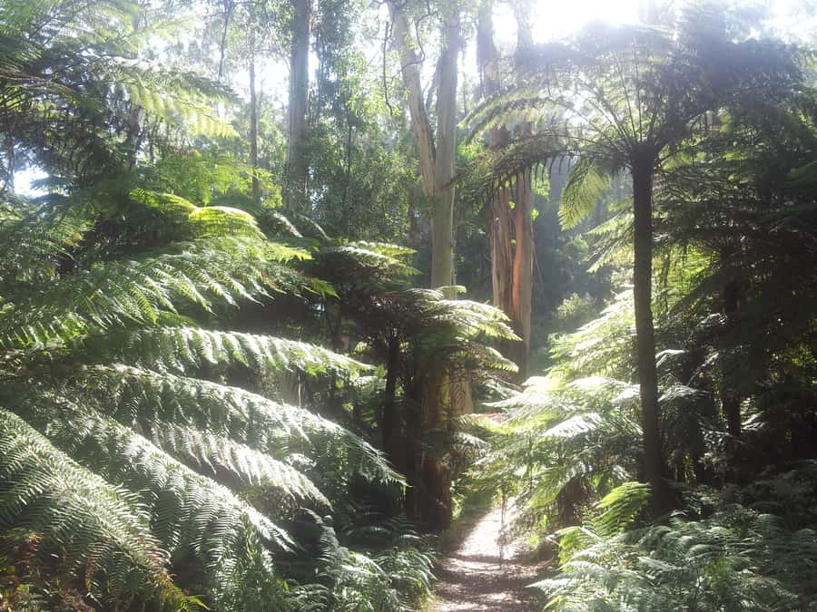From Melbourne: Dandenong Ranges Private Day Tour - Key points to know before booking