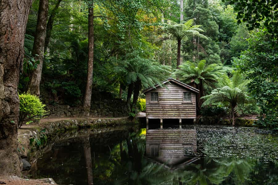 From Melbourne: Dandenong Ranges Private Day Tour - Why this private Dandenong Ranges outing works