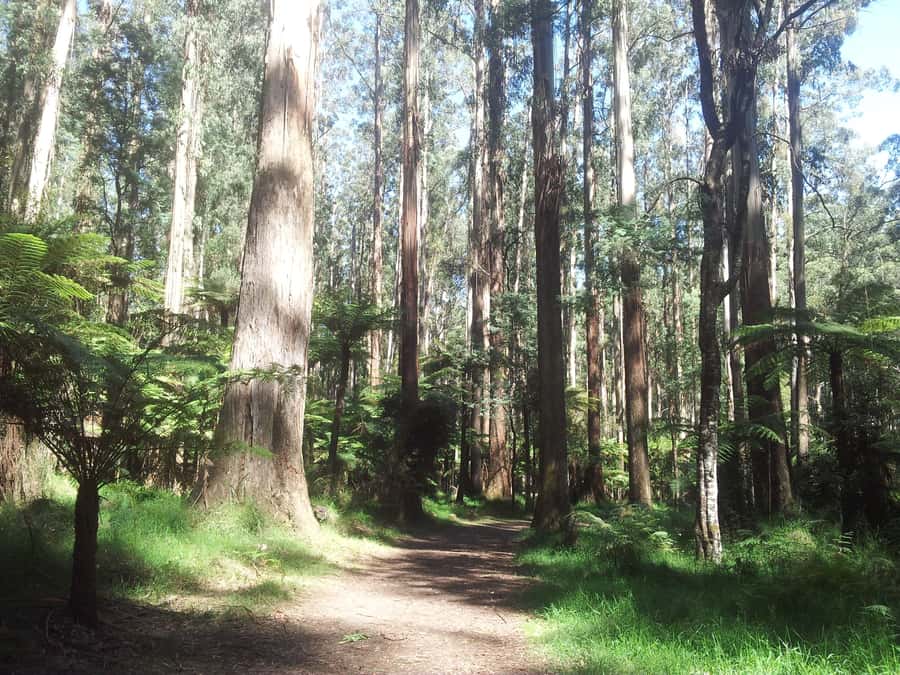 From Melbourne: Dandenong Ranges Private Day Tour - Walking among eucalyptus, ferns, and birdlife
