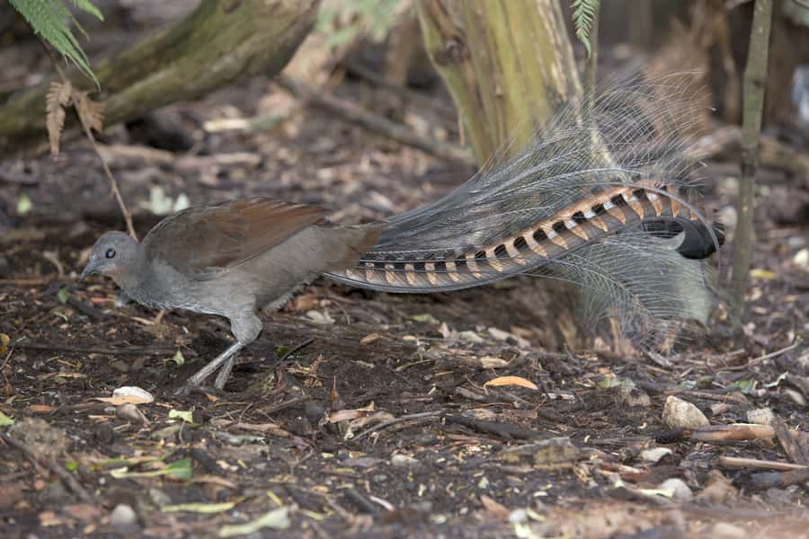 From Melbourne: Dandenong Ranges Private Day Tour - The Dandenong Ranges Botanic Gardens