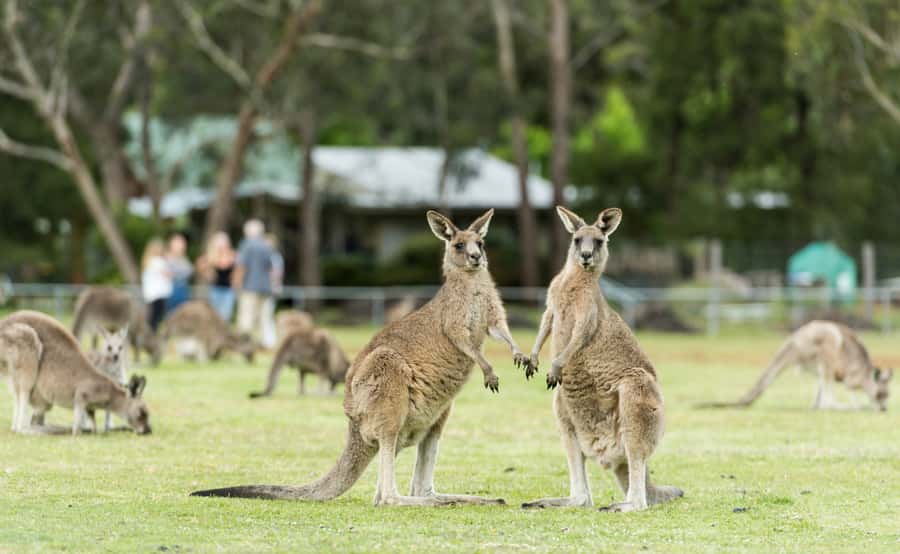 From Melbourne: Grampians National Park Group Tour - Halls Gap for lunch and wildlife