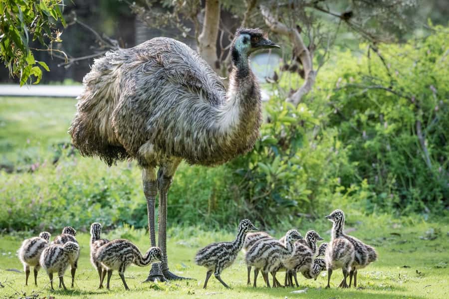 From Melbourne: Grampians National Park & Kangaroos - The guides can shape the whole day