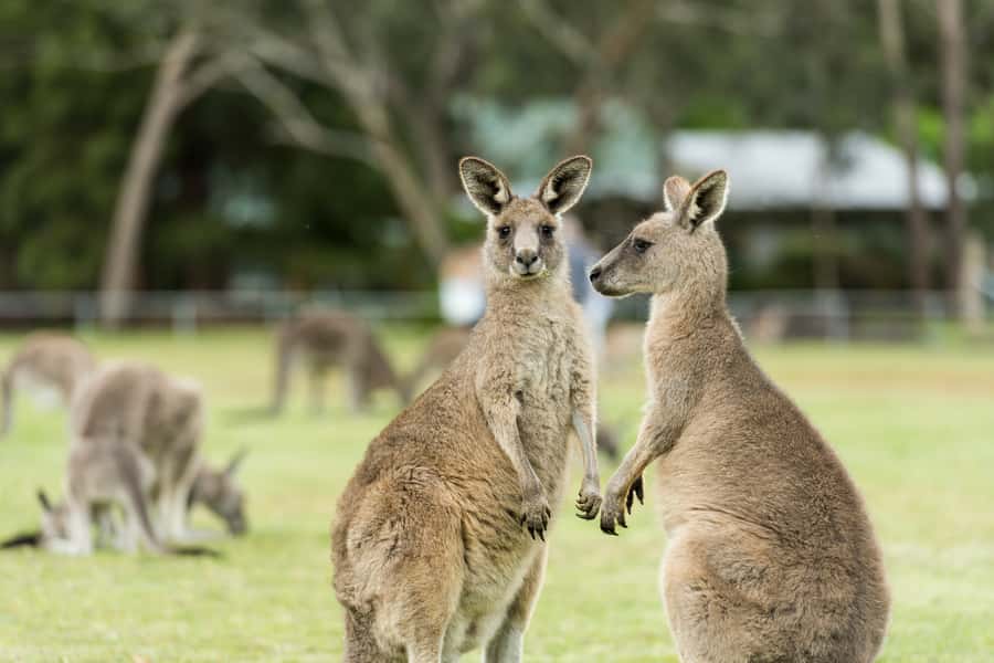 From Melbourne: Grampians National Park & Kangaroos - Brambuk and the six seasons of Gariwerd