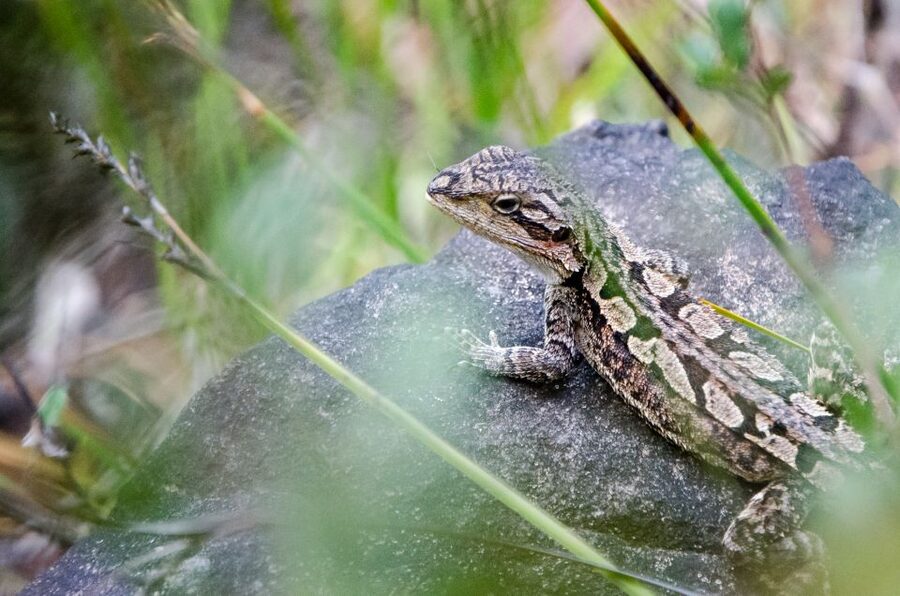 From Melbourne: Grampians National Park Small Group Tour - What the guides add to the day